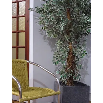 Ficus Benjamina Plant